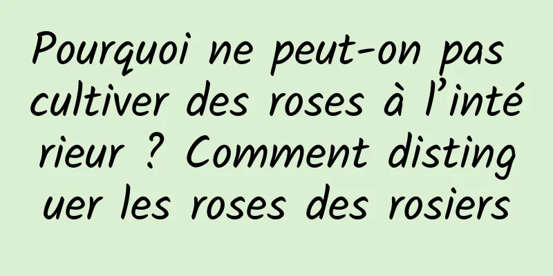 Pourquoi ne peut-on pas cultiver des roses à l’intérieur ? Comment distinguer les roses des rosiers