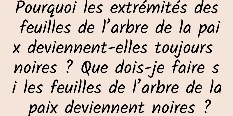 Pourquoi les extrémités des feuilles de l’arbre de la paix deviennent-elles toujours noires ? Que dois-je faire si les feuilles de l’arbre de la paix deviennent noires ?