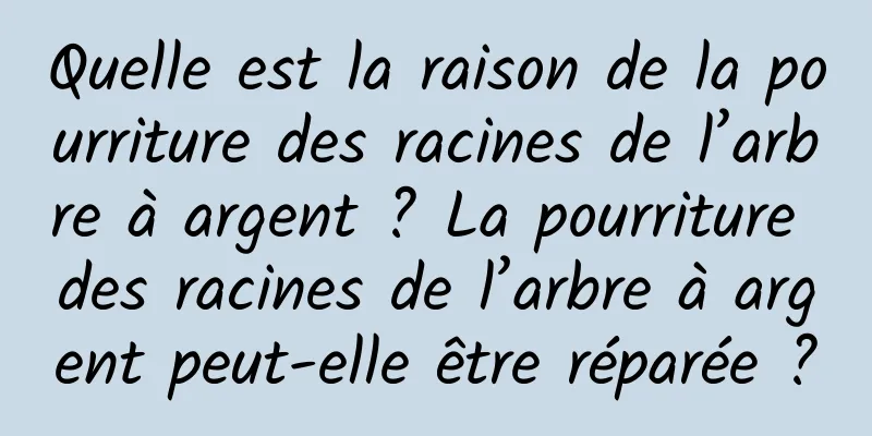 Quelle est la raison de la pourriture des racines de l’arbre à argent ? La pourriture des racines de l’arbre à argent peut-elle être réparée ?