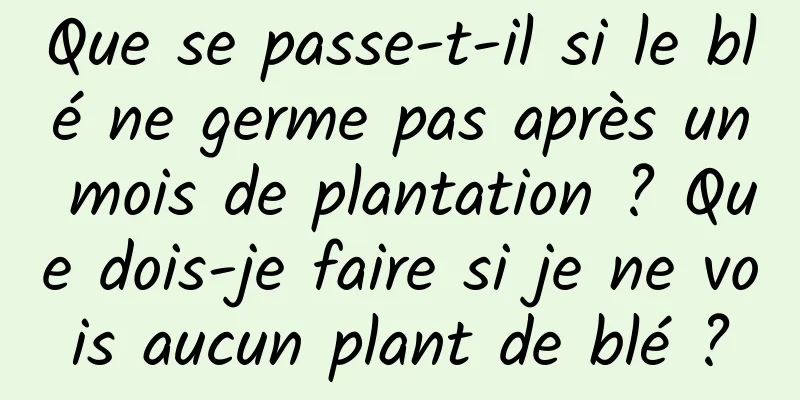 Que se passe-t-il si le blé ne germe pas après un mois de plantation ? Que dois-je faire si je ne vois aucun plant de blé ?
