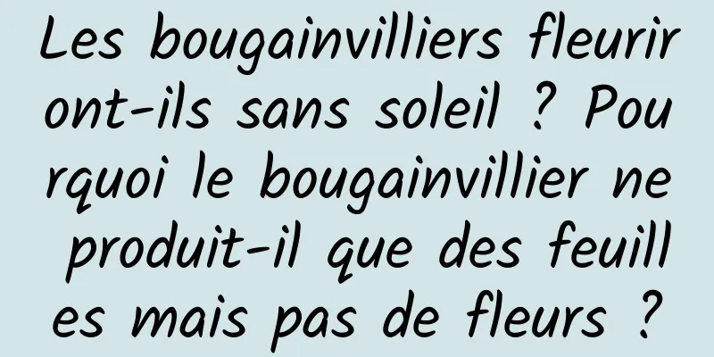 Les bougainvilliers fleuriront-ils sans soleil ? Pourquoi le bougainvillier ne produit-il que des feuilles mais pas de fleurs ?