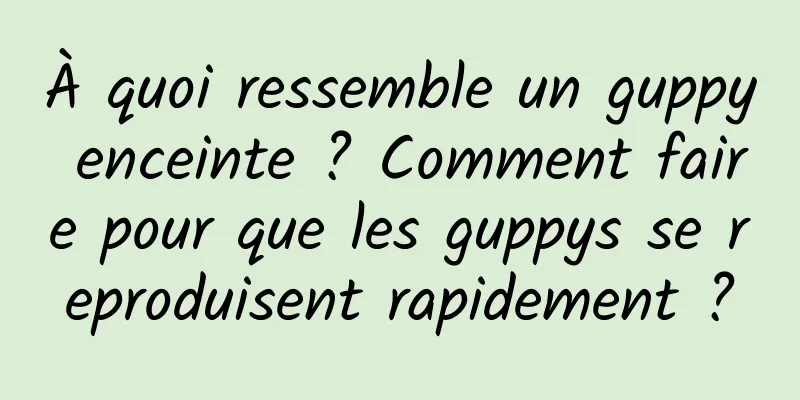 À quoi ressemble un guppy enceinte ? Comment faire pour que les guppys se reproduisent rapidement ?