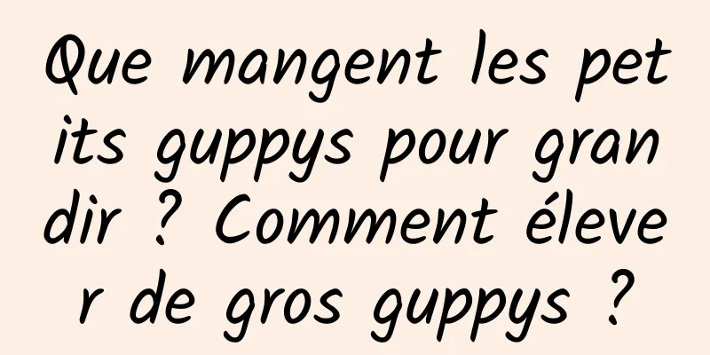 Que mangent les petits guppys pour grandir ? Comment élever de gros guppys ?