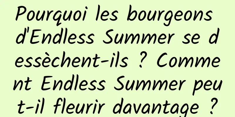 Pourquoi les bourgeons d'Endless Summer se dessèchent-ils ? Comment Endless Summer peut-il fleurir davantage ?