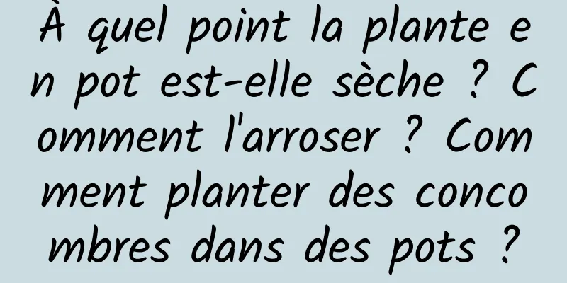 À quel point la plante en pot est-elle sèche ? Comment l'arroser ? Comment planter des concombres dans des pots ?
