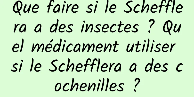 Que faire si le Schefflera a des insectes ? Quel médicament utiliser si le Schefflera a des cochenilles ?