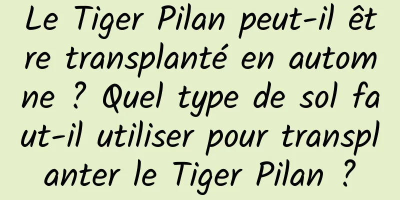Le Tiger Pilan peut-il être transplanté en automne ? Quel type de sol faut-il utiliser pour transplanter le Tiger Pilan ?