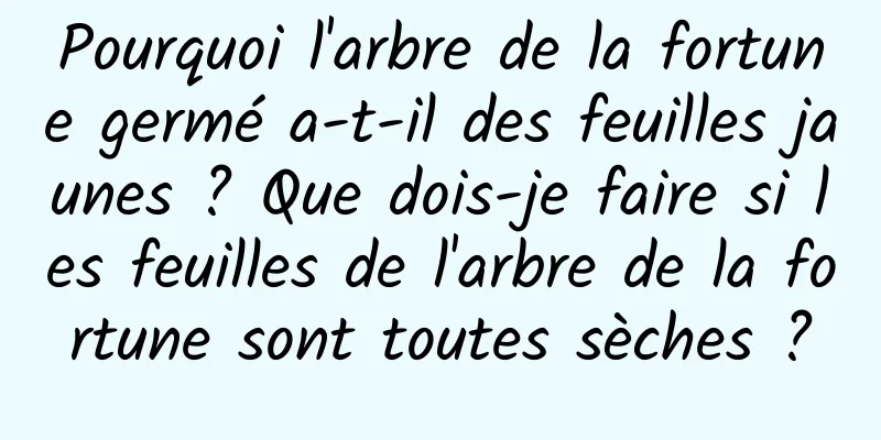 Pourquoi l'arbre de la fortune germé a-t-il des feuilles jaunes ? Que dois-je faire si les feuilles de l'arbre de la fortune sont toutes sèches ?