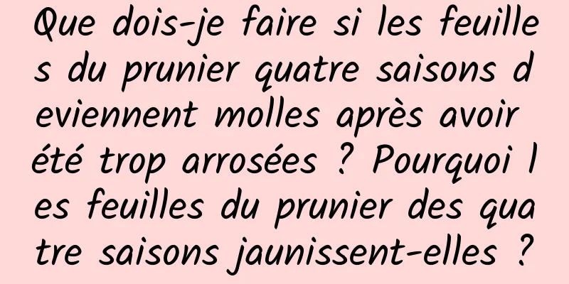 Que dois-je faire si les feuilles du prunier quatre saisons deviennent molles après avoir été trop arrosées ? Pourquoi les feuilles du prunier des quatre saisons jaunissent-elles ?