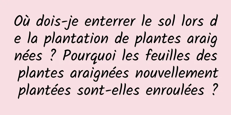 Où dois-je enterrer le sol lors de la plantation de plantes araignées ? Pourquoi les feuilles des plantes araignées nouvellement plantées sont-elles enroulées ?