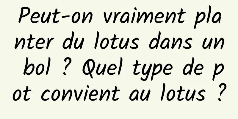 Peut-on vraiment planter du lotus dans un bol ? Quel type de pot convient au lotus ?