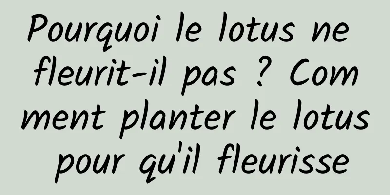 Pourquoi le lotus ne fleurit-il pas ? Comment planter le lotus pour qu'il fleurisse