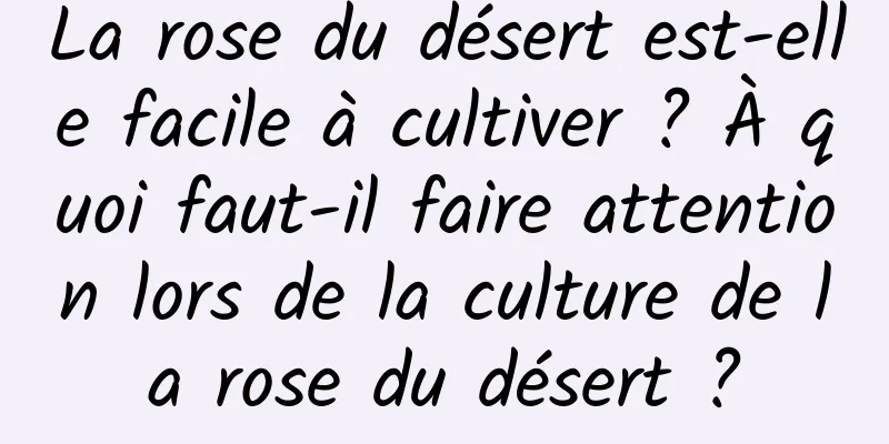 La rose du désert est-elle facile à cultiver ? À quoi faut-il faire attention lors de la culture de la rose du désert ?