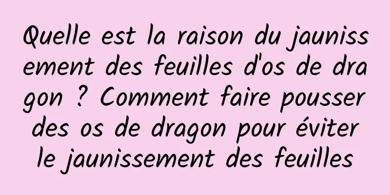 Quelle est la raison du jaunissement des feuilles d'os de dragon ? Comment faire pousser des os de dragon pour éviter le jaunissement des feuilles