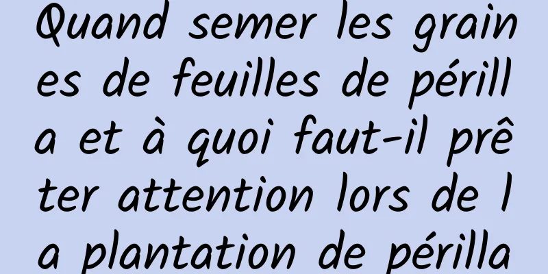 Quand semer les graines de feuilles de périlla et à quoi faut-il prêter attention lors de la plantation de périlla