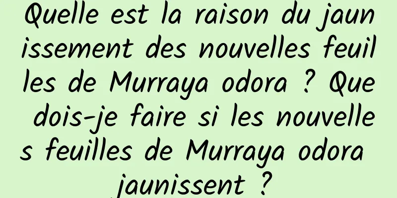 Quelle est la raison du jaunissement des nouvelles feuilles de Murraya odora ? Que dois-je faire si les nouvelles feuilles de Murraya odora jaunissent ?