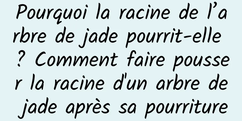 Pourquoi la racine de l’arbre de jade pourrit-elle ? Comment faire pousser la racine d'un arbre de jade après sa pourriture