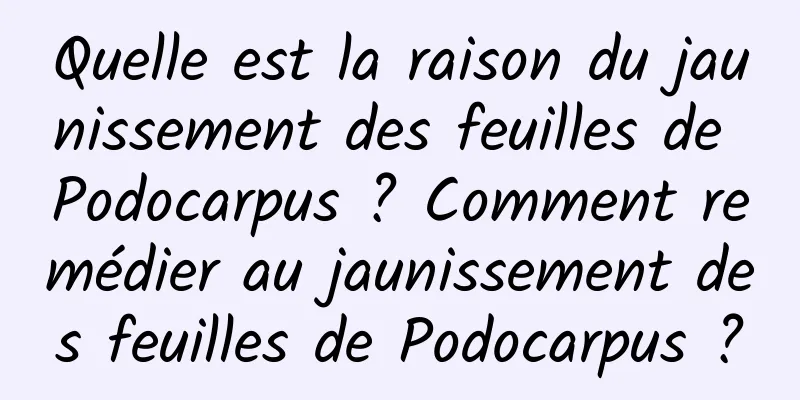 Quelle est la raison du jaunissement des feuilles de Podocarpus ? Comment remédier au jaunissement des feuilles de Podocarpus ?