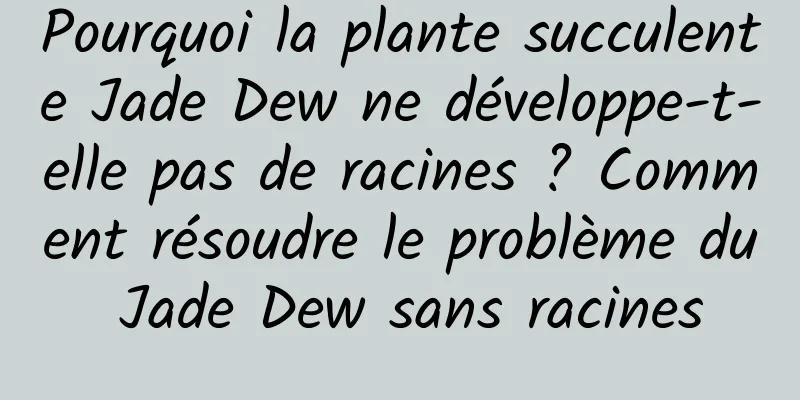 Pourquoi la plante succulente Jade Dew ne développe-t-elle pas de racines ? Comment résoudre le problème du Jade Dew sans racines