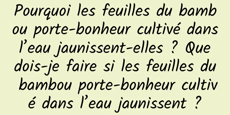 Pourquoi les feuilles du bambou porte-bonheur cultivé dans l’eau jaunissent-elles ? Que dois-je faire si les feuilles du bambou porte-bonheur cultivé dans l’eau jaunissent ?