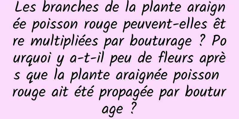 Les branches de la plante araignée poisson rouge peuvent-elles être multipliées par bouturage ? Pourquoi y a-t-il peu de fleurs après que la plante araignée poisson rouge ait été propagée par bouturage ?