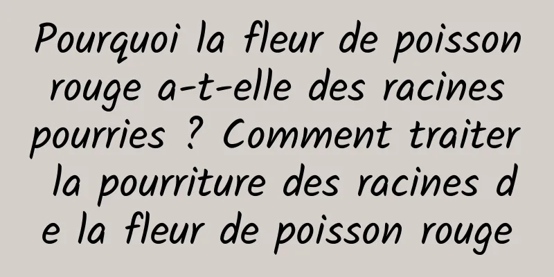 Pourquoi la fleur de poisson rouge a-t-elle des racines pourries ? Comment traiter la pourriture des racines de la fleur de poisson rouge
