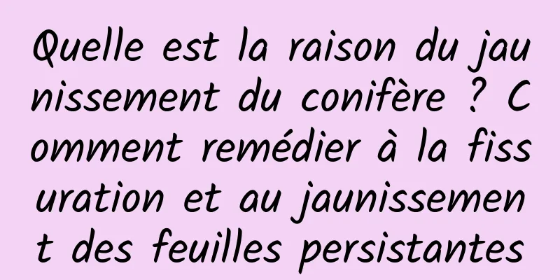 Quelle est la raison du jaunissement du conifère ? Comment remédier à la fissuration et au jaunissement des feuilles persistantes
