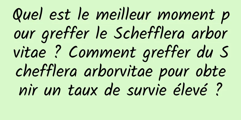 Quel est le meilleur moment pour greffer le Schefflera arborvitae ? Comment greffer du Schefflera arborvitae pour obtenir un taux de survie élevé ?
