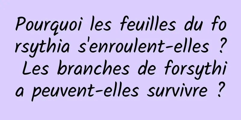 Pourquoi les feuilles du forsythia s'enroulent-elles ? Les branches de forsythia peuvent-elles survivre ?