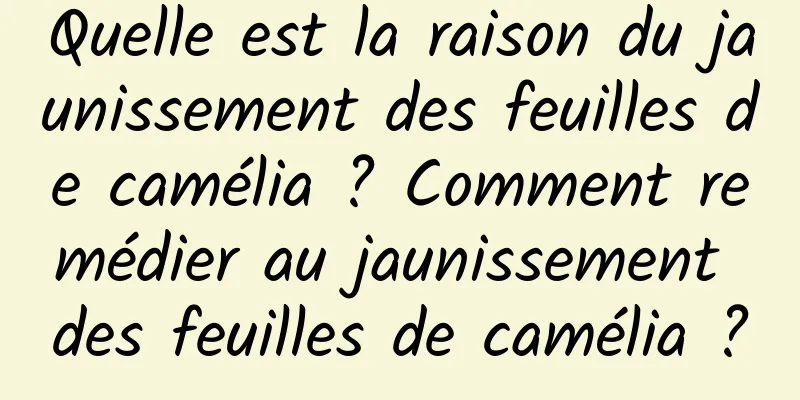Quelle est la raison du jaunissement des feuilles de camélia ? Comment remédier au jaunissement des feuilles de camélia ?