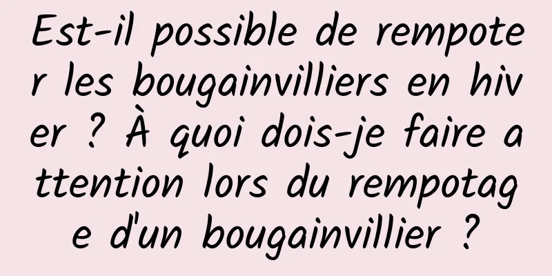Est-il possible de rempoter les bougainvilliers en hiver ? À quoi dois-je faire attention lors du rempotage d'un bougainvillier ?