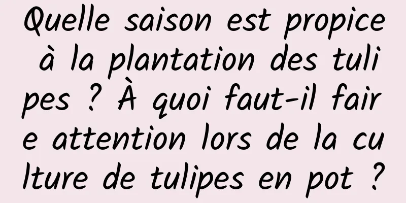 Quelle saison est propice à la plantation des tulipes ? À quoi faut-il faire attention lors de la culture de tulipes en pot ?
