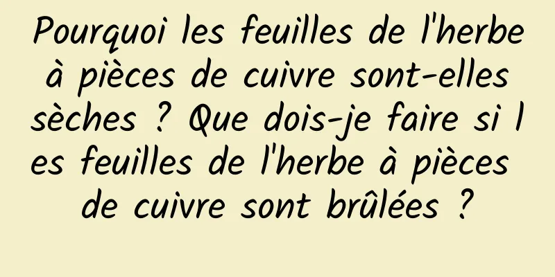Pourquoi les feuilles de l'herbe à pièces de cuivre sont-elles sèches ? Que dois-je faire si les feuilles de l'herbe à pièces de cuivre sont brûlées ?