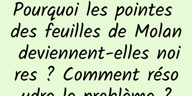Pourquoi les pointes des feuilles de Molan deviennent-elles noires ? Comment résoudre le problème ?