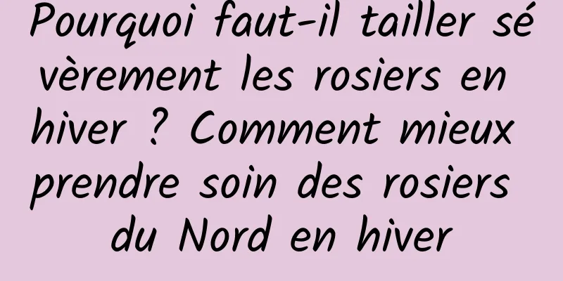 Pourquoi faut-il tailler sévèrement les rosiers en hiver ? Comment mieux prendre soin des rosiers du Nord en hiver