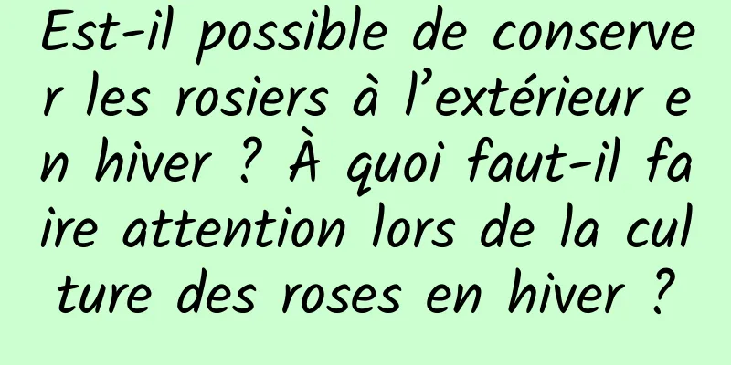 Est-il possible de conserver les rosiers à l’extérieur en hiver ? À quoi faut-il faire attention lors de la culture des roses en hiver ?