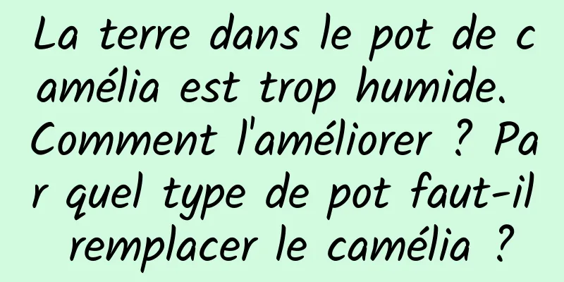 La terre dans le pot de camélia est trop humide. Comment l'améliorer ? Par quel type de pot faut-il remplacer le camélia ?
