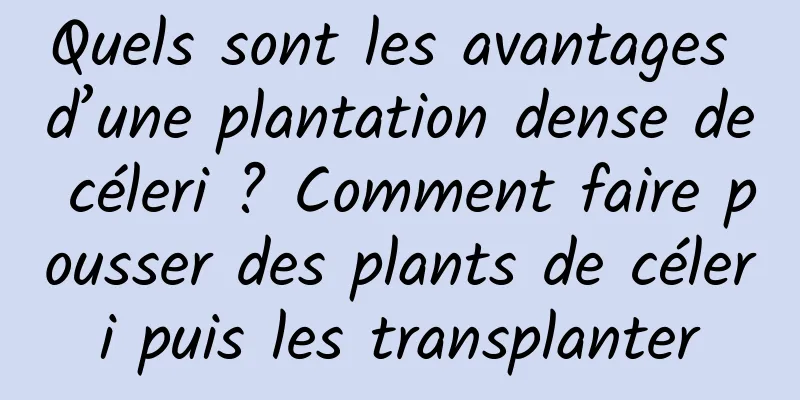 Quels sont les avantages d’une plantation dense de céleri ? Comment faire pousser des plants de céleri puis les transplanter