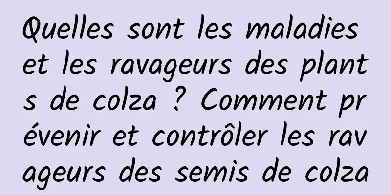 Quelles sont les maladies et les ravageurs des plants de colza ? Comment prévenir et contrôler les ravageurs des semis de colza