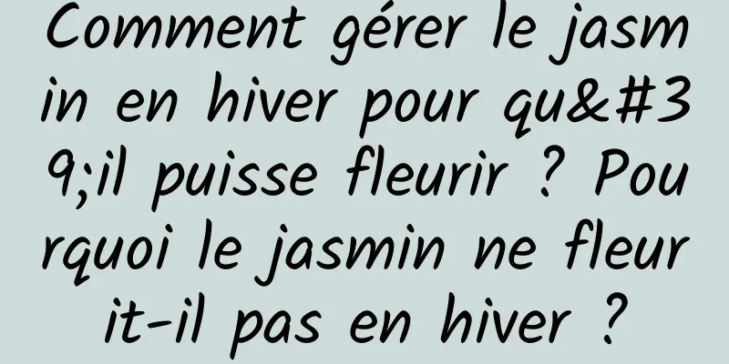 Comment gérer le jasmin en hiver pour qu'il puisse fleurir ? Pourquoi le jasmin ne fleurit-il pas en hiver ?