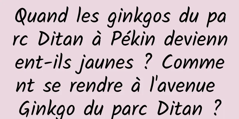 Quand les ginkgos du parc Ditan à Pékin deviennent-ils jaunes ? Comment se rendre à l'avenue Ginkgo du parc Ditan ?
