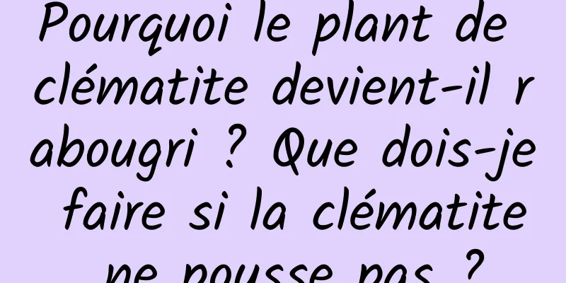 Pourquoi le plant de clématite devient-il rabougri ? Que dois-je faire si la clématite ne pousse pas ?