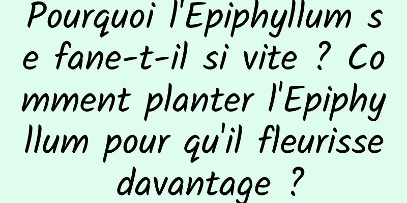 Pourquoi l'Epiphyllum se fane-t-il si vite ? Comment planter l'Epiphyllum pour qu'il fleurisse davantage ?
