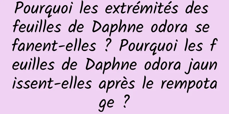 Pourquoi les extrémités des feuilles de Daphne odora se fanent-elles ? Pourquoi les feuilles de Daphne odora jaunissent-elles après le rempotage ?