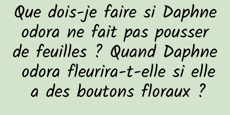 Que dois-je faire si Daphne odora ne fait pas pousser de feuilles ? Quand Daphne odora fleurira-t-elle si elle a des boutons floraux ?
