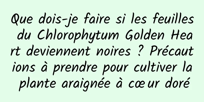 Que dois-je faire si les feuilles du Chlorophytum Golden Heart deviennent noires ? Précautions à prendre pour cultiver la plante araignée à cœur doré