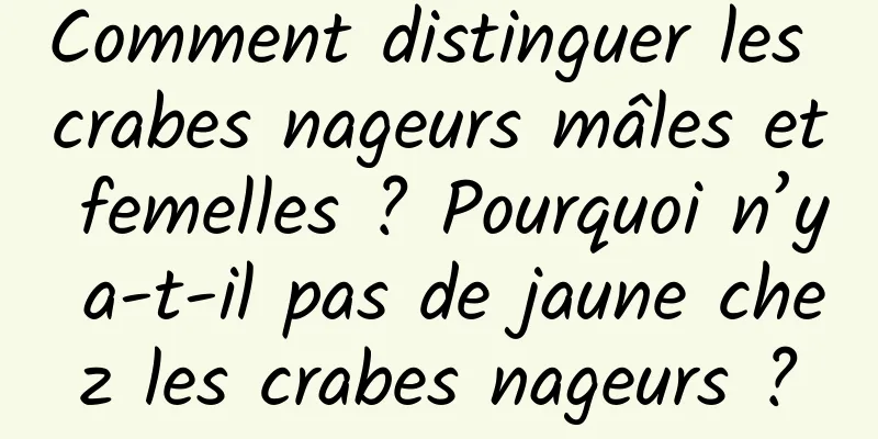 Comment distinguer les crabes nageurs mâles et femelles ? Pourquoi n’y a-t-il pas de jaune chez les crabes nageurs ?