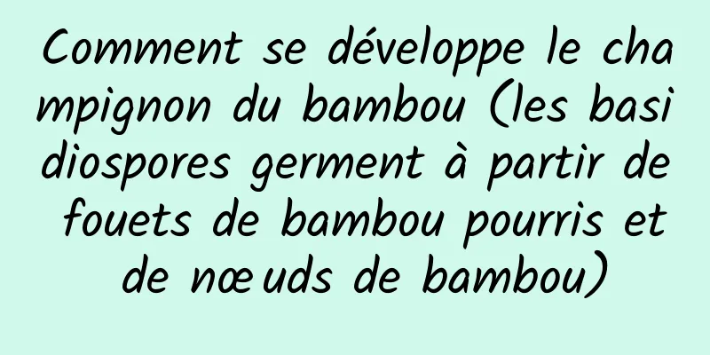 Comment se développe le champignon du bambou (les basidiospores germent à partir de fouets de bambou pourris et de nœuds de bambou)