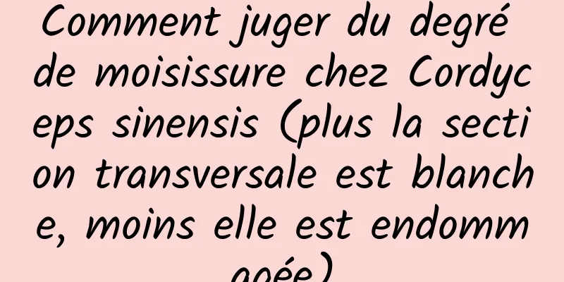 Comment juger du degré de moisissure chez Cordyceps sinensis (plus la section transversale est blanche, moins elle est endommagée)