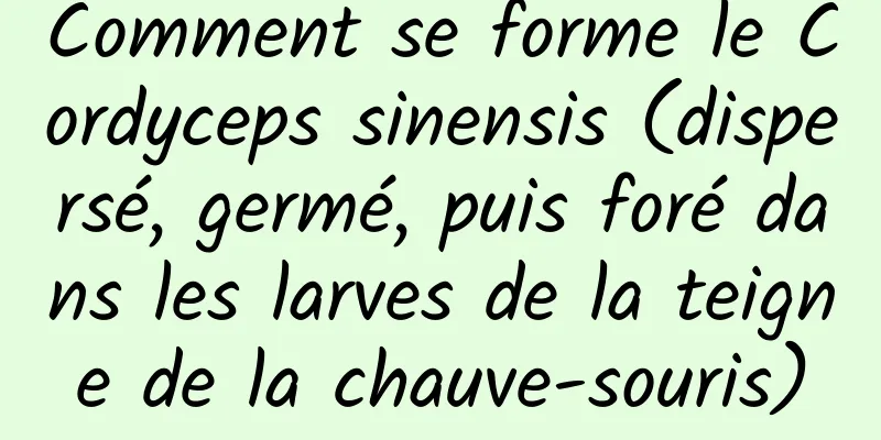 Comment se forme le Cordyceps sinensis (dispersé, germé, puis foré dans les larves de la teigne de la chauve-souris)